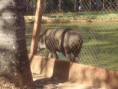 /album/visita-no-zoologico-de-rio-preto/dsc05381-jpg/